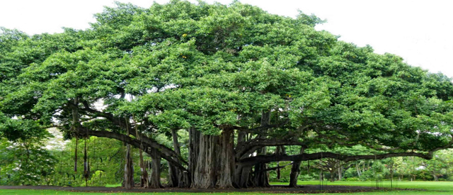 big-banyan-tree-khulna-web