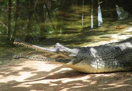 crocodile-sundarban1