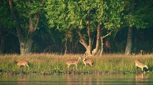 Sundarban-National-Park-Sajnekhali-Watch-Tower