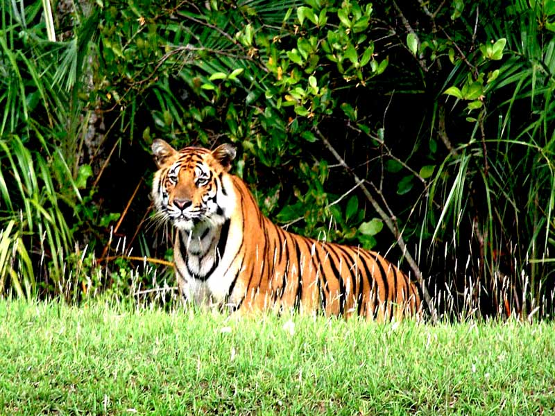 Sundarban-Tiger