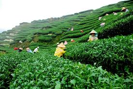 sylhet-tea-garden